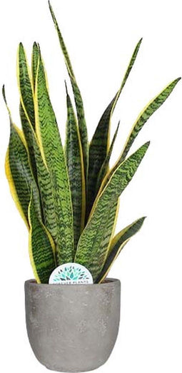 Sansevieria Laurentii in Mica sierpot Jimmy (lichtgrijs) ↨ 60cm - hoge kwaliteit planten