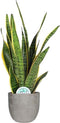 Sansevieria Laurentii in Mica sierpot Jimmy (lichtgrijs) ↨ 60cm - hoge kwaliteit planten