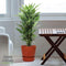 Dracaena Janet Lind in Elho® Greenville pot