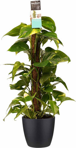 Goed & Groen - Decorum Scindapsus Mosstok 80 cm met Elho brussels black - ↨ 80cm - Potmaat 19 - Exclusieve Kwaliteit Planten - Kamer Plant - Kamerplanten - Sfeer - Interieur
