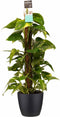 Goed & Groen - Decorum Scindapsus Mosstok 80 cm met Elho brussels black - ↨ 80cm - Potmaat 19 - Exclusieve Kwaliteit Planten - Kamer Plant - Kamerplanten - Sfeer - Interieur