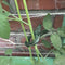 Gardlov Plantklemmen - 108 stuks