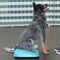 FitPAWS Huisdieren balanshelling 35x35x7 cm blauw