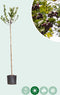 Appelbes hoogstam Aronia prunifolia Viking h 225 cm st. omtrek 6 cm...
