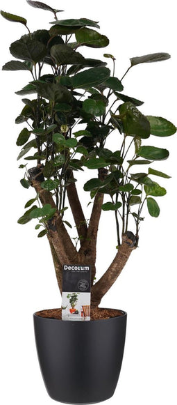 Polyscias Fabian vertakt met Elho brussels living black ↨ 50cm - hoge kwaliteit planten