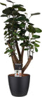 Polyscias Fabian vertakt met Elho brussels living black ↨ 50cm - hoge kwaliteit planten