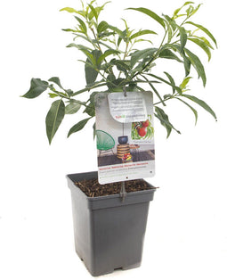 Nectarineboom - Nectarine - Prunus persica nucipersica - Dwergnectarine - fruitboom