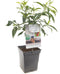 Nectarineboom - Nectarine - Prunus persica nucipersica - Dwergnectarine - fruitboom