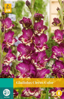 Jub - Gladiolus circus color bloembol