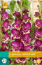 Jub - Gladiolus circus color bloembol