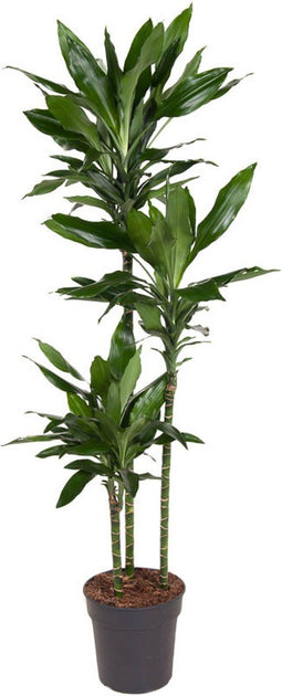 Goed & Groen - Dracaena Janet Lind - Drakenbloedboom - XL -↨ 160cm - Potmaat 24 - Exclusieve Kwaliteit Planten - Kamer Plant - Kamerplanten - Sfeer - Interieur