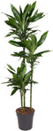 Goed & Groen - Dracaena Janet Lind - Drakenbloedboom - XL -↨ 160cm - Potmaat 24 - Exclusieve Kwaliteit Planten - Kamer Plant - Kamerplanten - Sfeer - Interieur