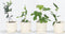 Plant in a Box - Medi Mix - Set van 4 - Mediterrane Fruitbomen - Pot 9cm - Hoogte 25-40cm