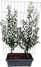 Hedge to Go - Pyrus c. Conference Haag