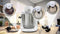 Bosch Serie | 6 - Keukenmachine 1600 W - 5,5 l RVS kom - Wit