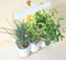 Prêt à Pousser Lilo Connect (incl. 3 pods)
