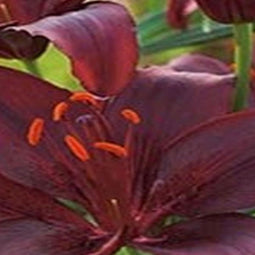 5 stuks - JUB - Lilium zwart 2 bollen