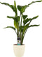 Decorum Strelitzia Nicolai - Elho brussels soap – ↨ 75cm – ⌀ 19cm