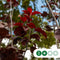 Sierpruim als leiboom Prunus cerasifera Nigra h 320 cm st. omtrek 8...