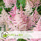 Plant in a Box - Astilbe - Mix van 6 - Pluimspirea - Wortelstokken - Robuuste bloeiende plant