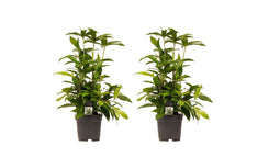 Decorum Duo 2x Dracaena Surculosa