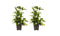 Decorum Duo 2x Dracaena Surculosa