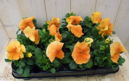 Violen Oranje 12 stuks