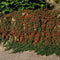 Plants by Frank | 60 Dwergmispel Planten | Cotoneaster praecox 'Streib's Findling' | Winterharde bodembedekker planten | tuinplanten | Winterharde vaste planten meerjarig | Winterharde tuinplanten