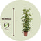Plant in a Box - Schefflera Dalton - Set van 2 - Vingerplant - Groene kamerplant die iets minder licht kan verdragen - Pot 21cm - Hoogte 90-100cm
