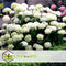 Plant in a Box - Hydrangea arborescens Annabelle - Set van 4 - Populaire tuinplant - Pot 17cm - Hoogte 30-40cm