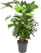 Caryota Mitis ↨ 120cm - hoge kwaliteit planten
