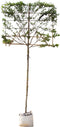Krentenboom leiboom 200 cm | Amelanchier lamarckii 8-12 cm 200 cm| Bomenbezorgd.nl