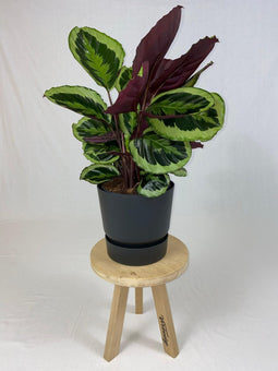 Goed & Groen - Calathea Medaillon met ElhoGreenville 30 zwart - ↨ 80cm - Potmaat 27 - Exclusieve Kwaliteit Planten - Kamer Plant - Kamerplanten - Sfeer - Interieur