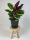 Goed & Groen - Calathea Medaillon met ElhoGreenville 30 zwart - ↨ 80cm - Potmaat 27 - Exclusieve Kwaliteit Planten - Kamer Plant - Kamerplanten - Sfeer - Interieur