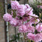Japanse treur sierkers | Prunus serrulata 'Kiku-shidare-zakura' 6-10 cm 220 cm| Bomenbezorgd.nl