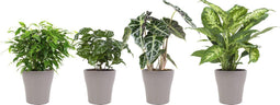 Combibox hippe kamerplanten in Anne Taupe keramiek – ↨ 25cm – ⌀ 12cm