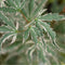 Japanse Esdoorn - Set van 4 - Acer 'Butterfly' - Hoogte 25-40cm - ⌀10,5cm - Acer palm. Butterfly P10,5 x4