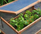 Royal Well Broeikas Sweet Tomato