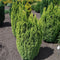 Chamaecyparis lawsoniana 'Ellwood's Gold' - Californische cipres - Planthoogte: 30-40 cm - Pot Ø 19 cm (3 liter)