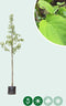 Zakdoekenboom | Davidia involucrata 10-14 cm | Bomenbezorgd.nl