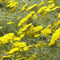Duizendblad (Achillea fil.) 'Cloth of Gold' | 1 stuk | Bijen- en vlinderplant | Bijentuin | 11x11 cm Kwekerspot | Geurend | Geel