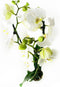 Phalaenopsis Wit – ↨ 60cm – ⌀ 12cm