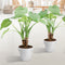 Alocasia Cucullata op stam ↨ 40cm - 2 stuks - hoge kwaliteit planten