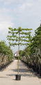 Leilinde 8-12 cm omtrek van de stam + aanplantpakket