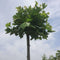 Bol plataan 220 cm stamhoogte | Platanus hispanica 'Alphen's Globe' 6-10 cm 220 cm| Bomenbezorgd.nl