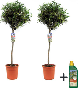 Plant in a Box - Olea Europaea - olijfboom - set van 2 - Pokon - pot 21 cm - hoogte 90-100cm