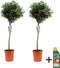 Plant in a Box - Olea Europaea - olijfboom - set van 2 - Pokon - pot 21 cm - hoogte 90-100cm