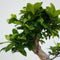 Plant in a Box - Ficus Ginseng S-Shape - Set van 2 - Japanse Bonsai kamerplanten - Pot 22cm - Hoogte 60-70cm