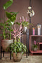 Mica Decorations Arzilla - Lantaarn - Modern design met glazen zijkanten - Zwart