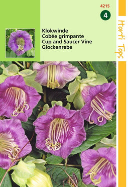 2 stuks - Hortitops - Cobaea Scandens Violetblauw